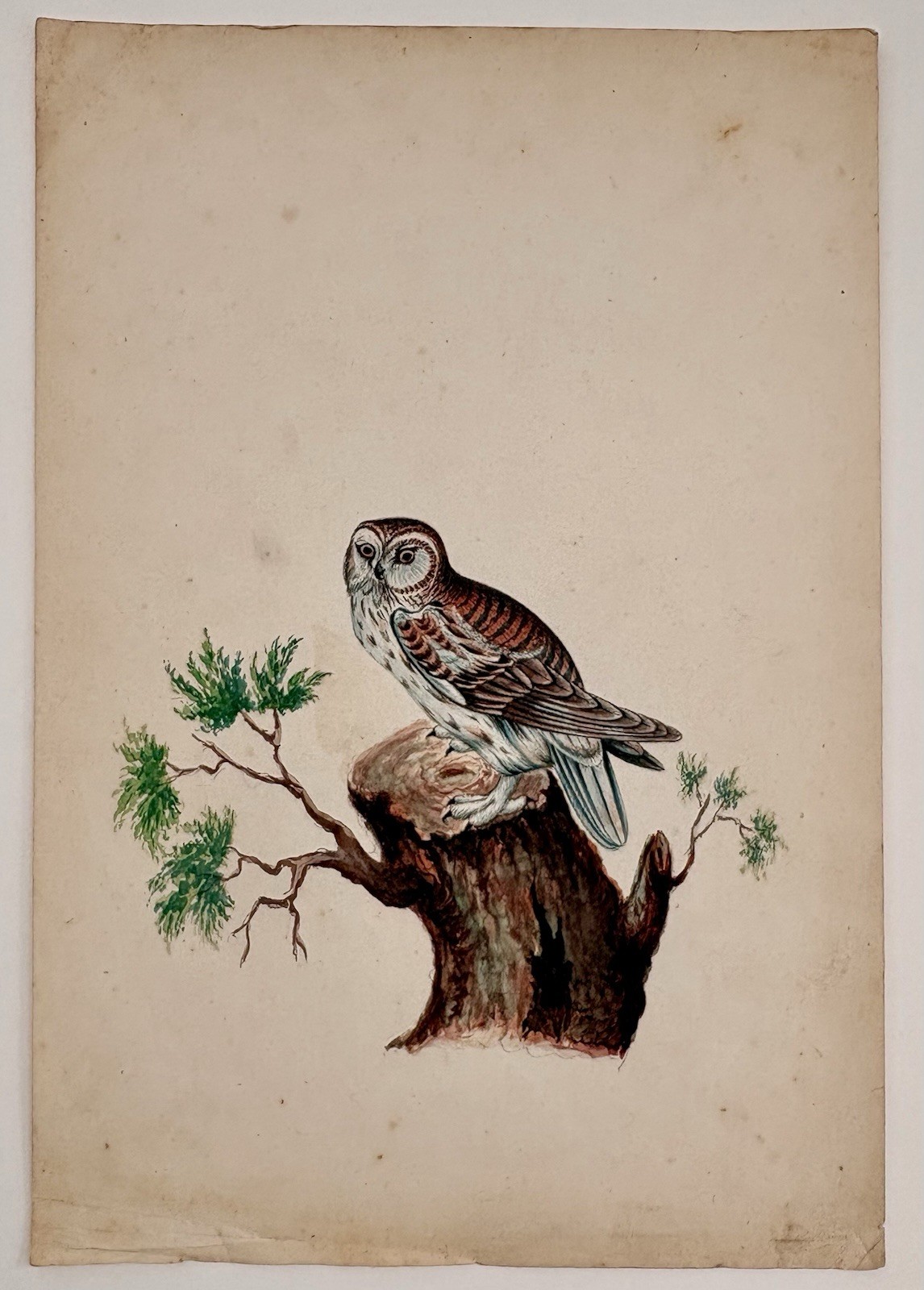 British India Company School Brown Boobook Hawk-Owl Watercolor Patna